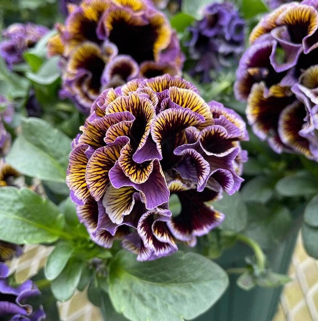 Dawn to Dusk Pansy by Isao Sato