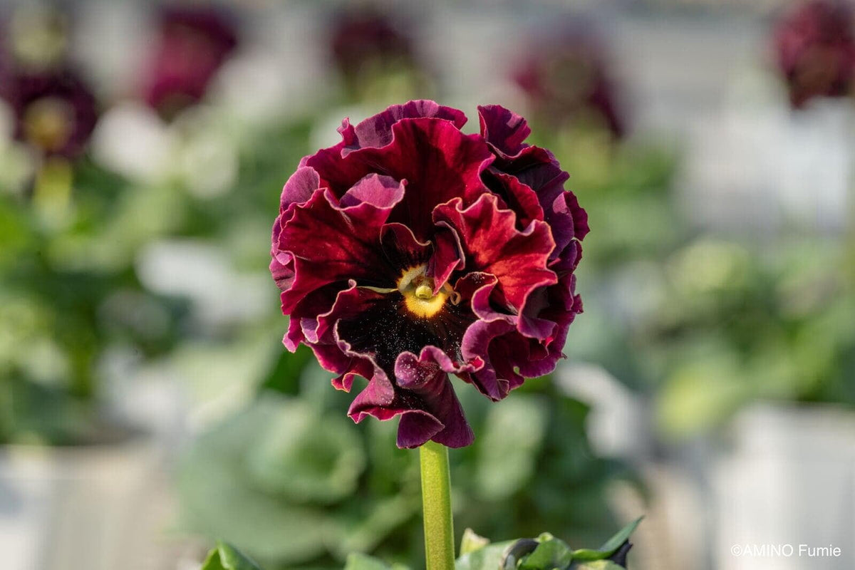 Velvet Ribbon Pansy by Isao Sato