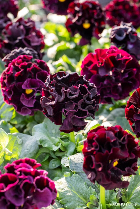 Velvet Ribbon Pansy by Isao Sato