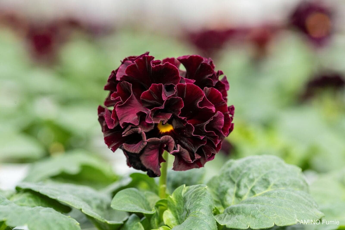 Velvet Ribbon Pansy by Isao Sato
