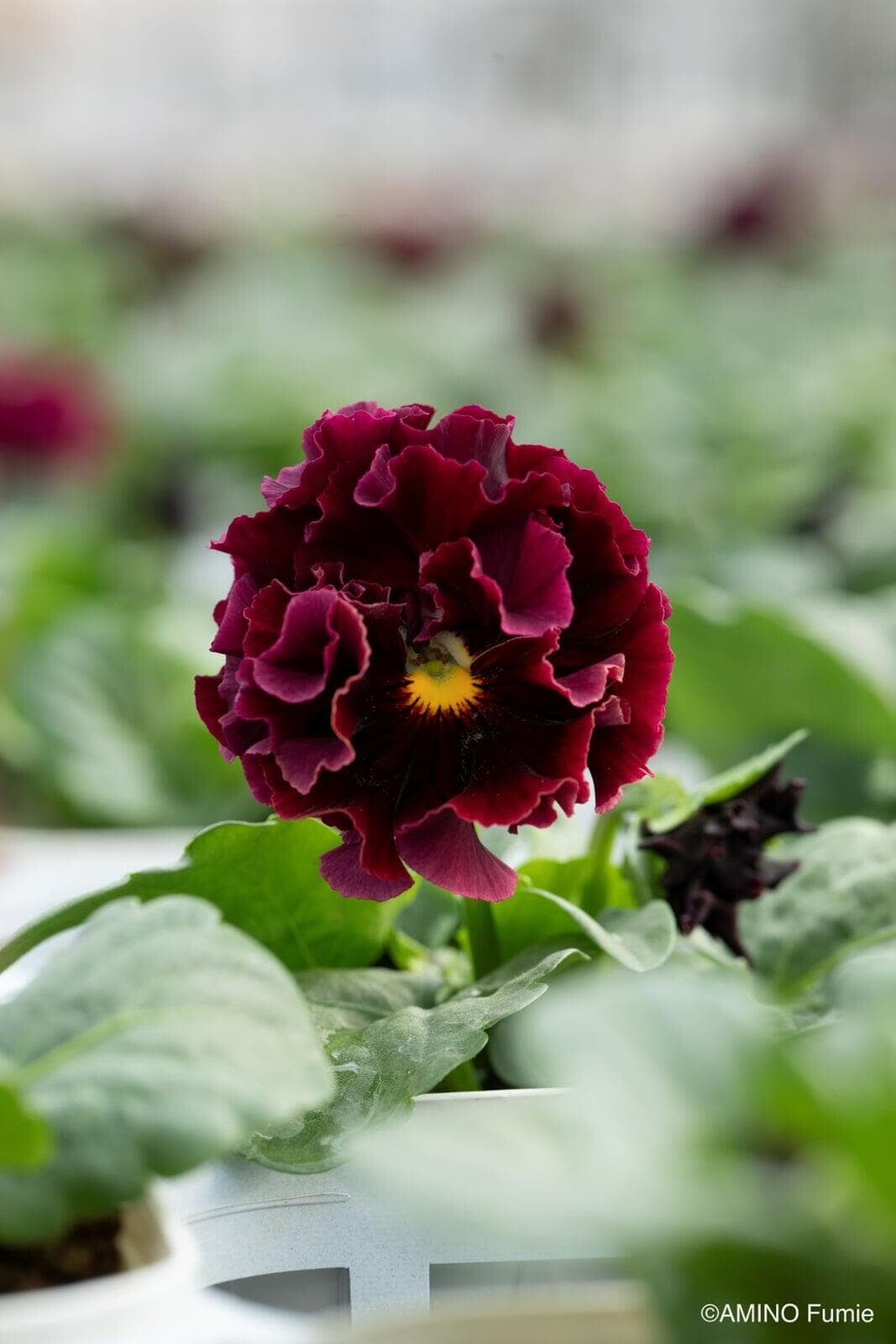 Velvet Ribbon Pansy by Isao Sato