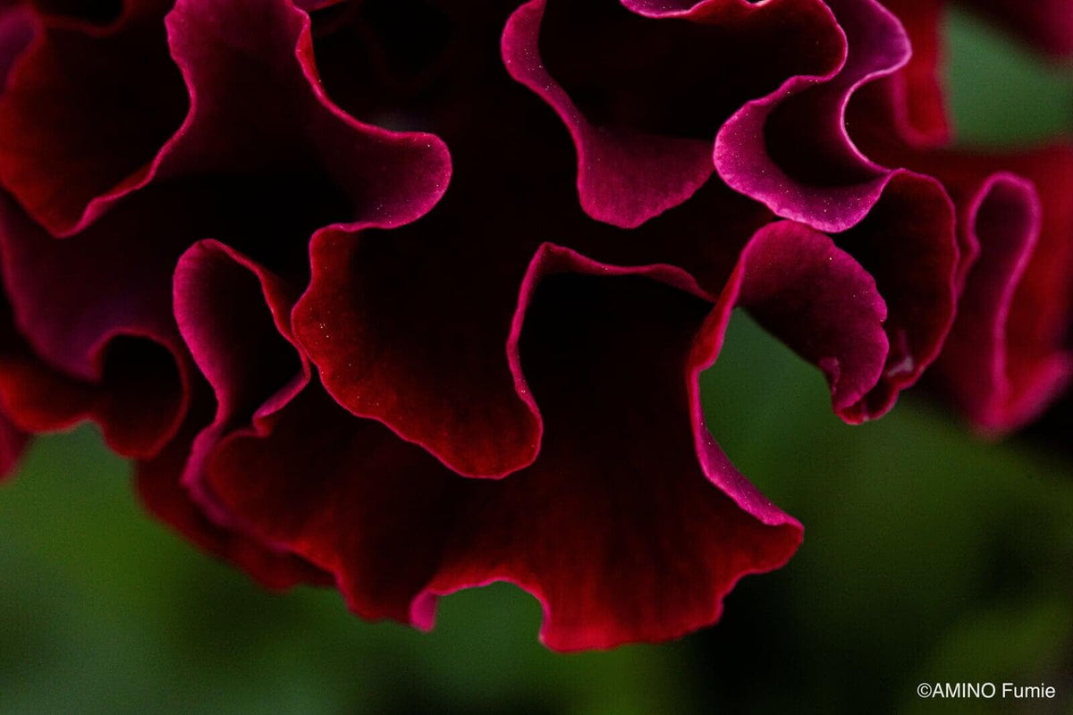 Velvet Ribbon Pansy by Isao Sato