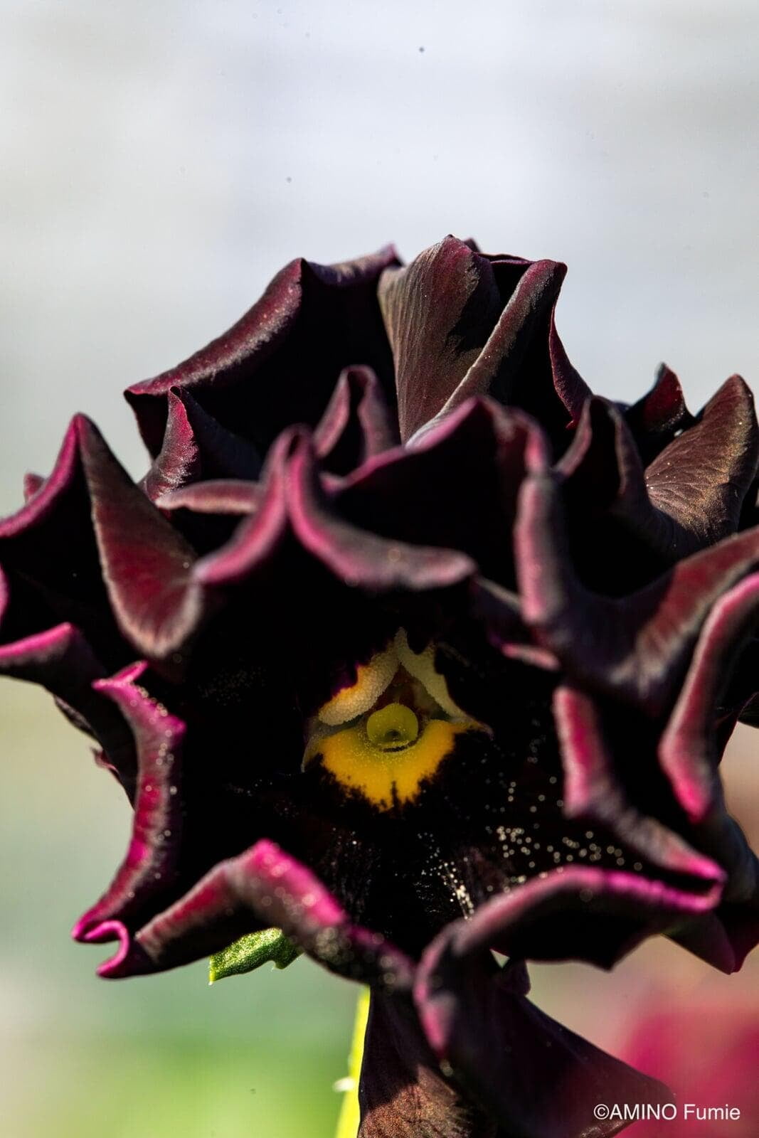 Velvet Ribbon Pansy by Isao Sato