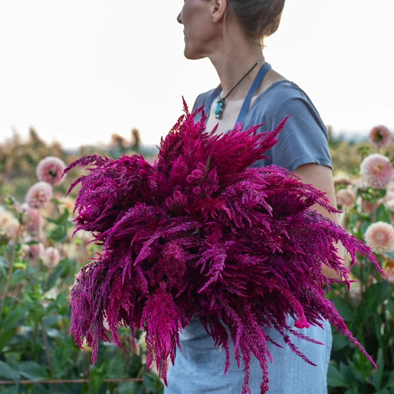 Celosia | 10 Stems | $11.50