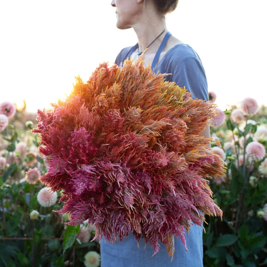Celosia | 10 Stems | $11.50