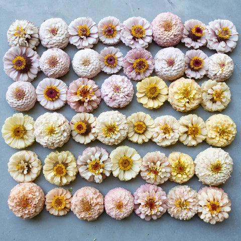 Small Zinnia Mix |10 Stems | $9.50