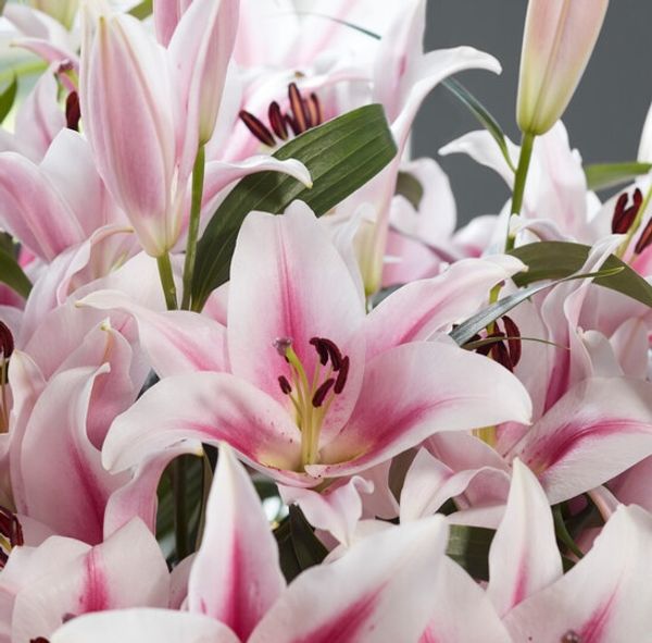 Frontera Lily| 10 Stems | $15.00