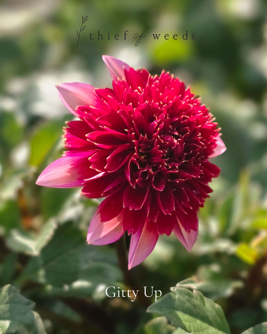 Gitty Up