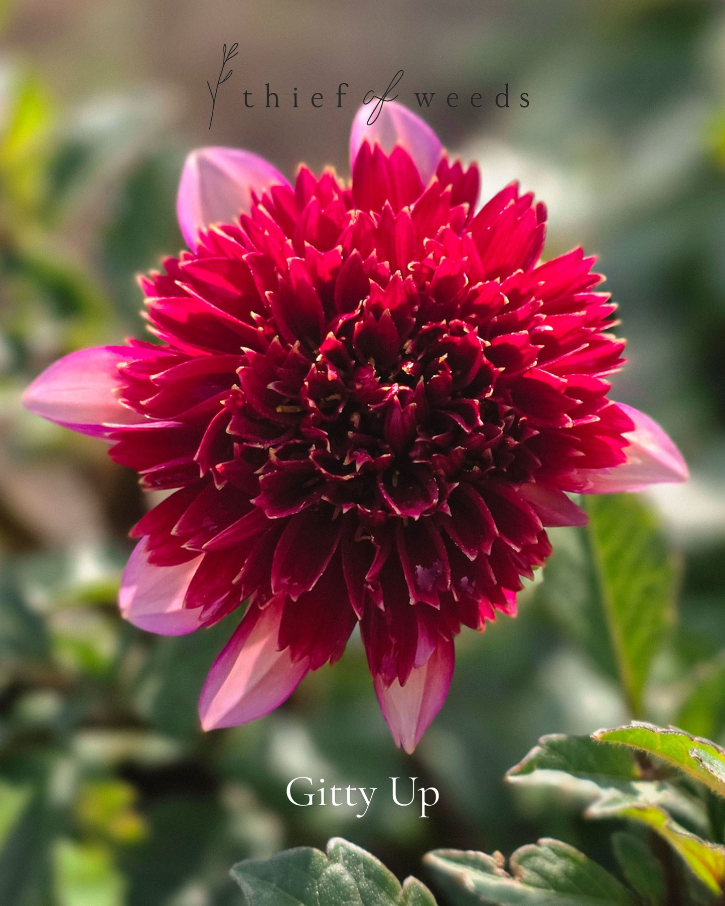 Gitty Up