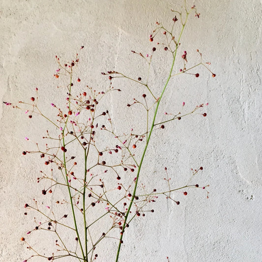 Jewels of Opar| 10 Stems | $10