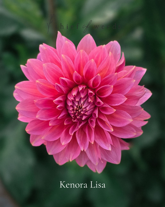 Kenora Lisa