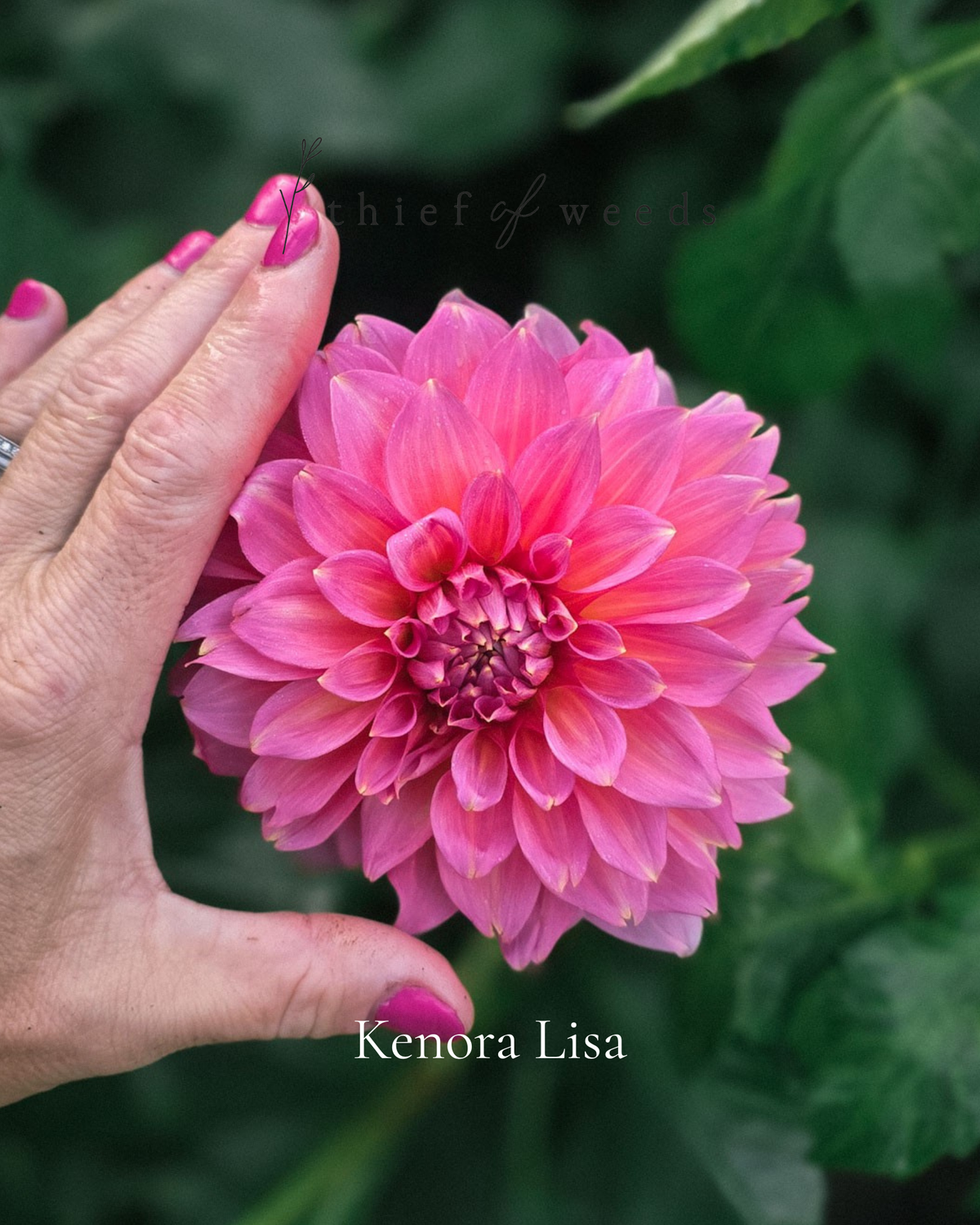 Kenora Lisa