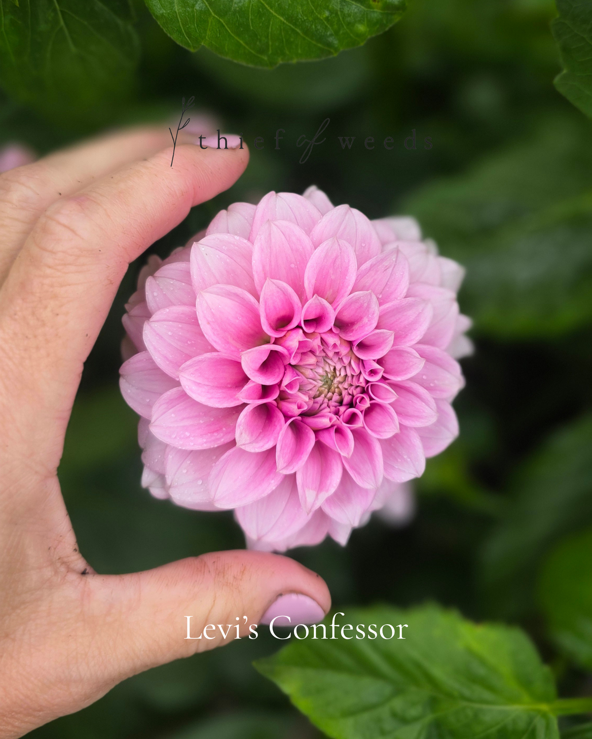 Levi's Confessor