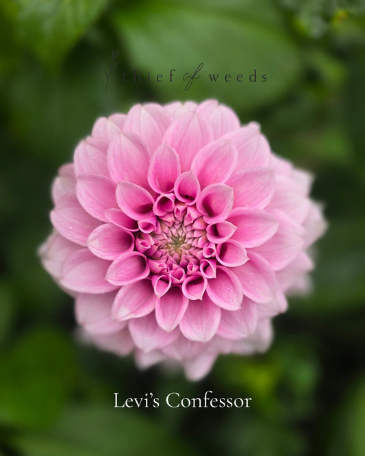 Levi's Confessor