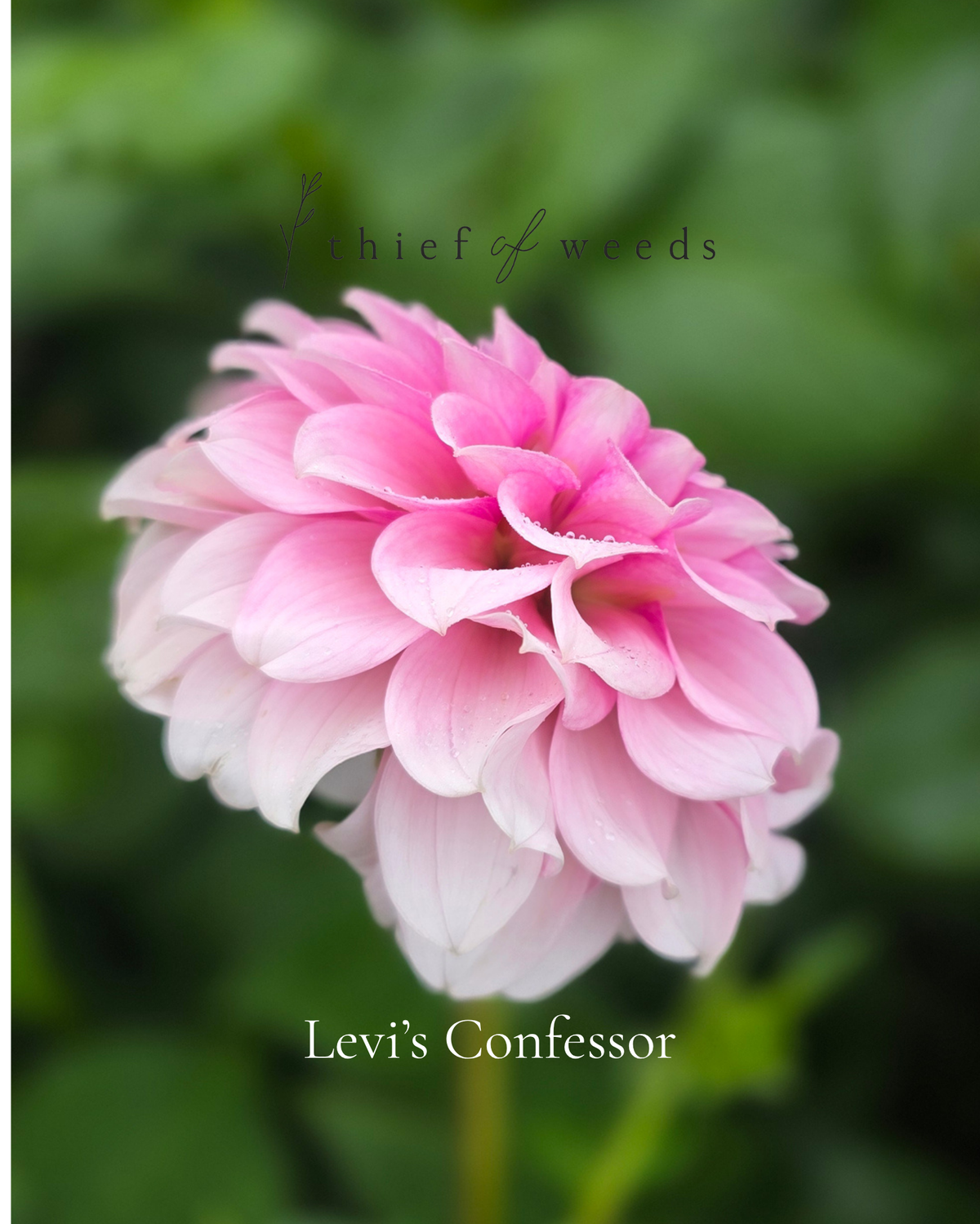 Levi's Confessor