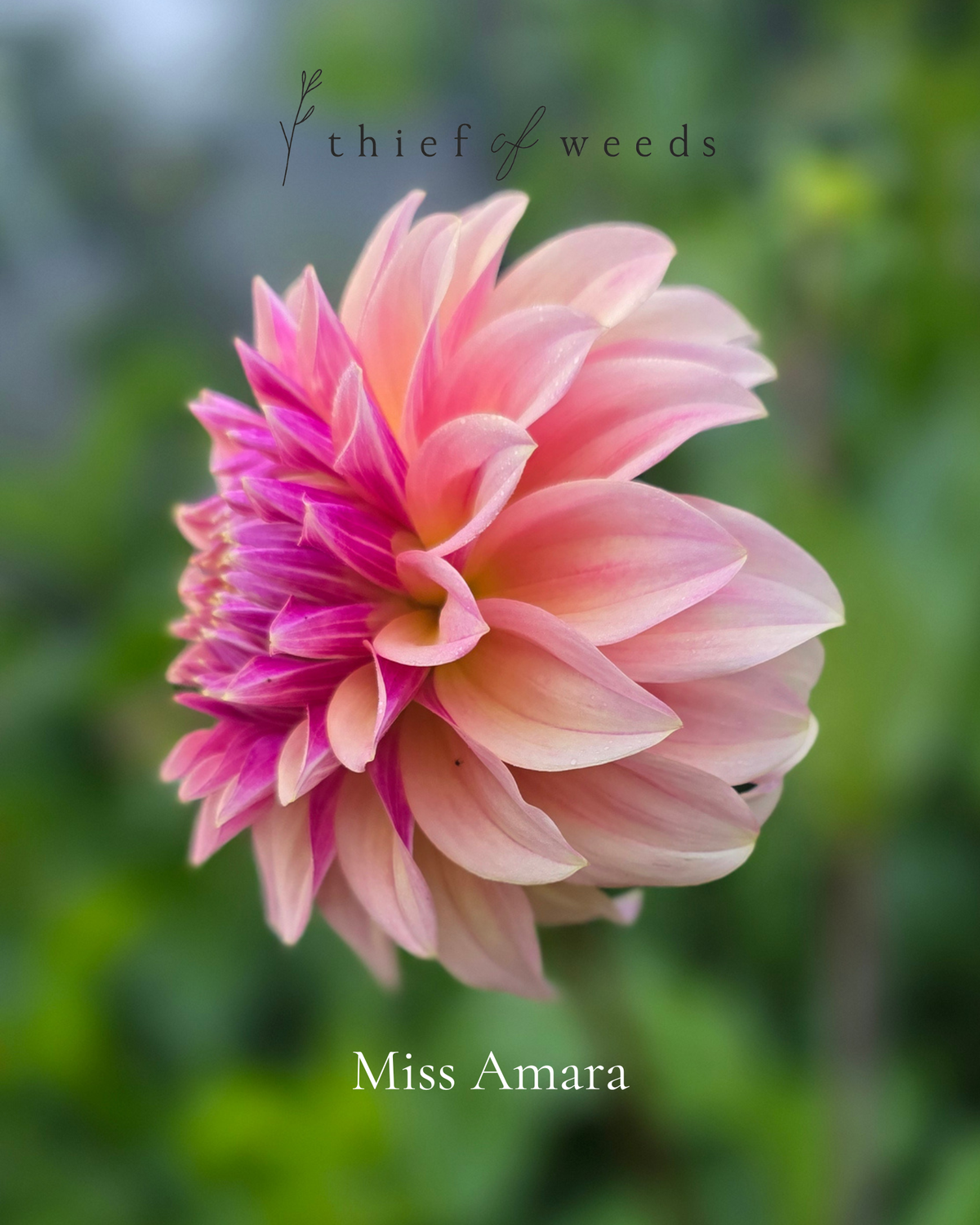 Miss Amara