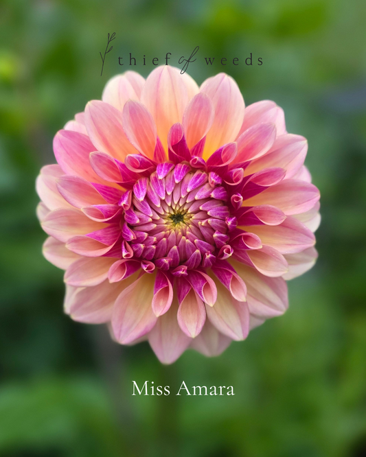 Miss Amara