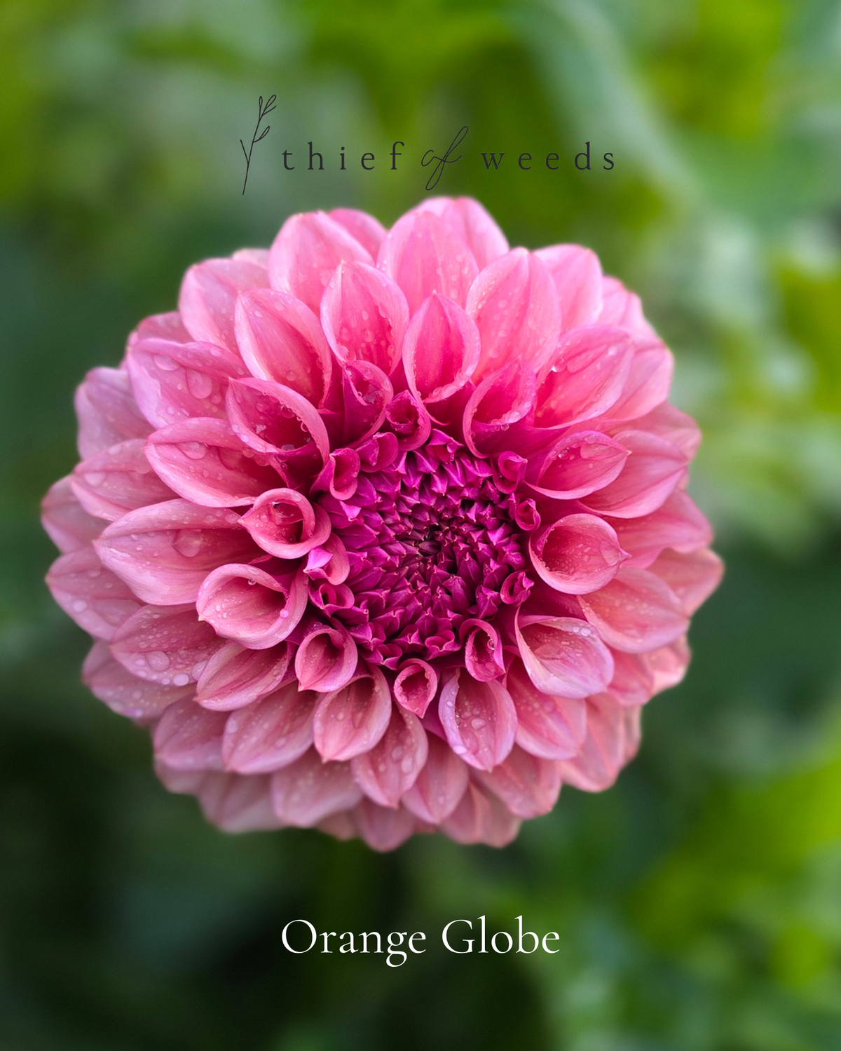 Orange Globe