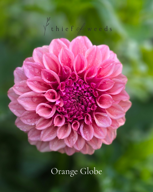 Orange Globe
