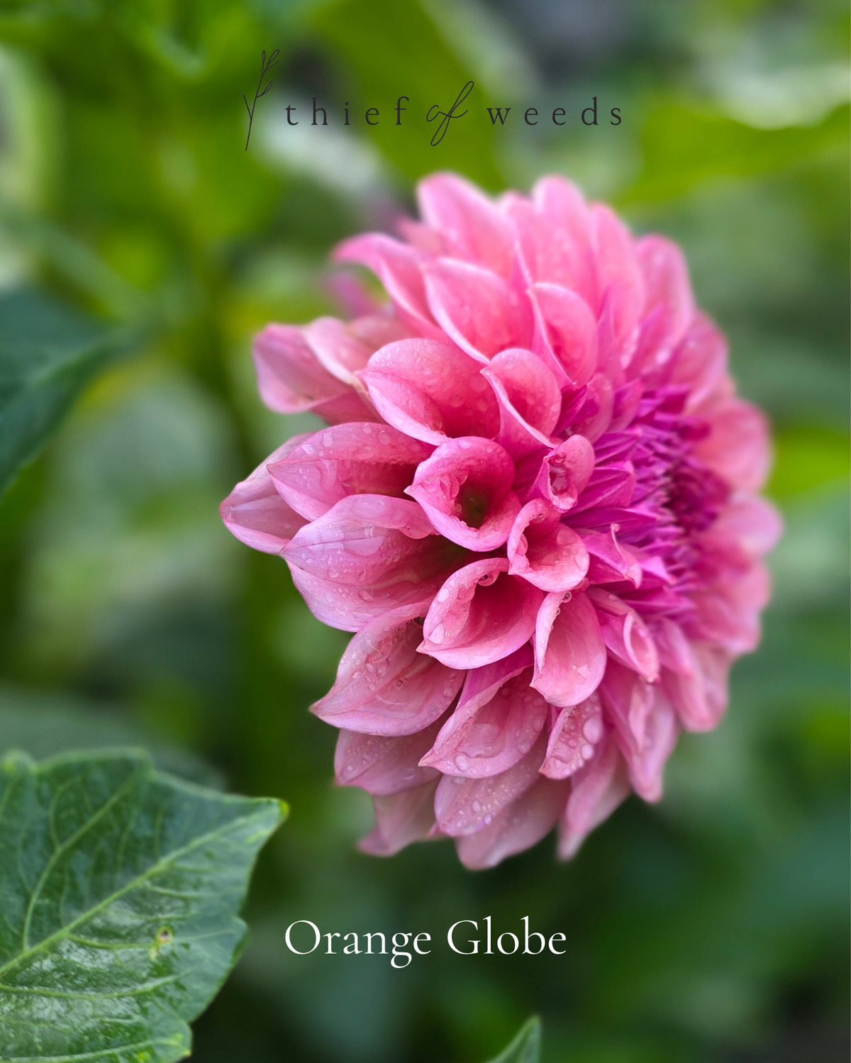Orange Globe