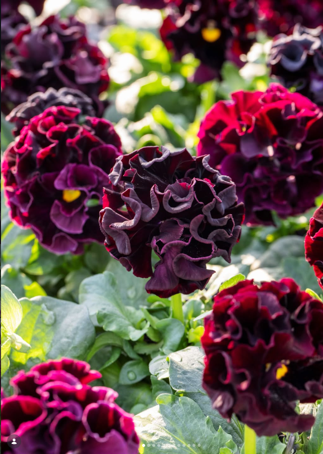 Isao Sato Pansy & Viola Collection – 12 Plug Pack