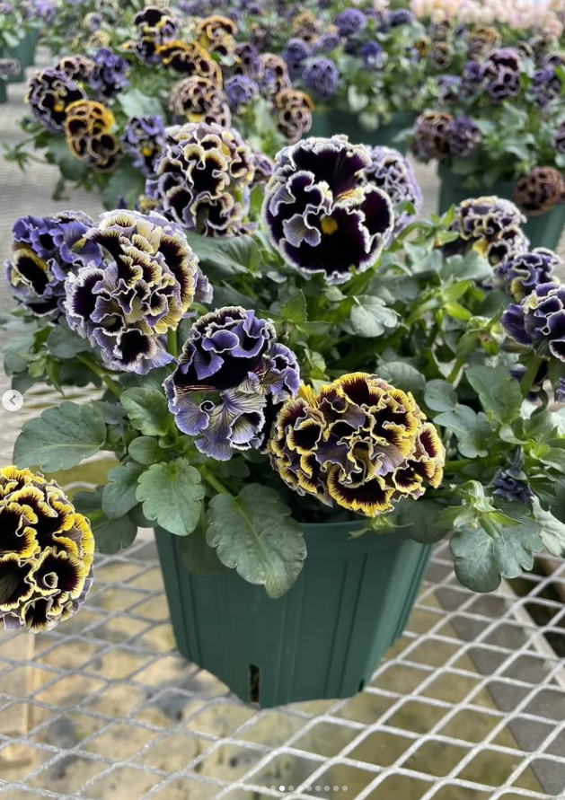 Isao Sato Pansy & Viola Collection – 12 Plug Pack