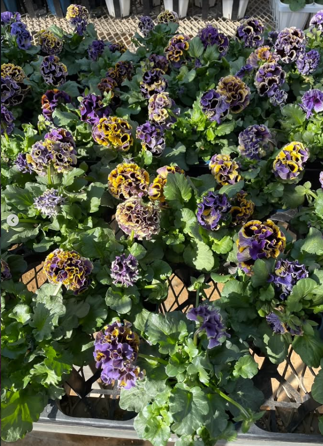 Isao Sato Pansy & Viola Collection – 12 Plug Pack