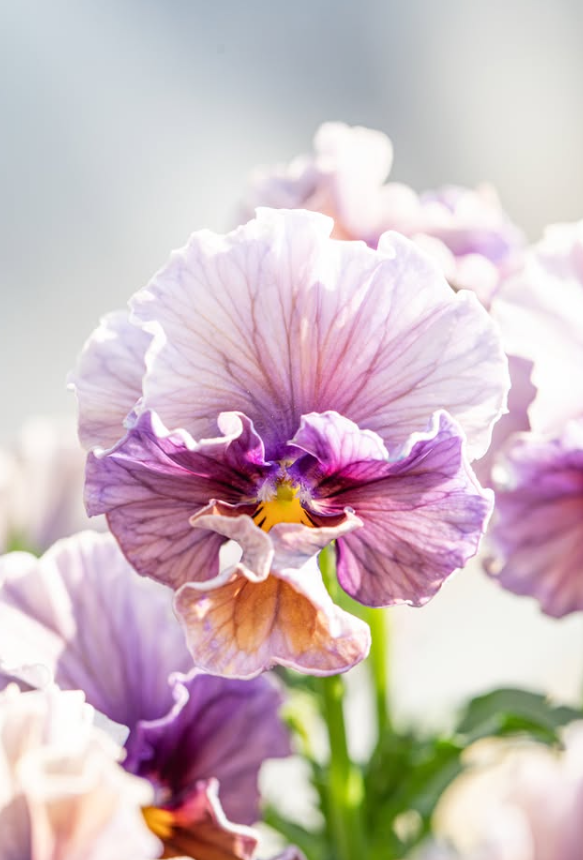 Isao Sato Pansy & Viola Collection – 12 Plug Pack