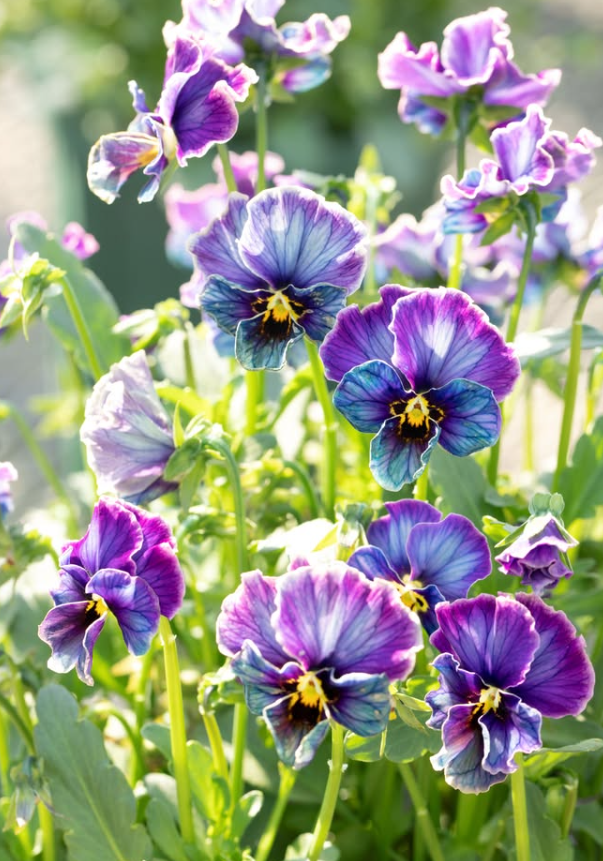 Isao Sato Pansy & Viola Collection – 12 Plug Pack