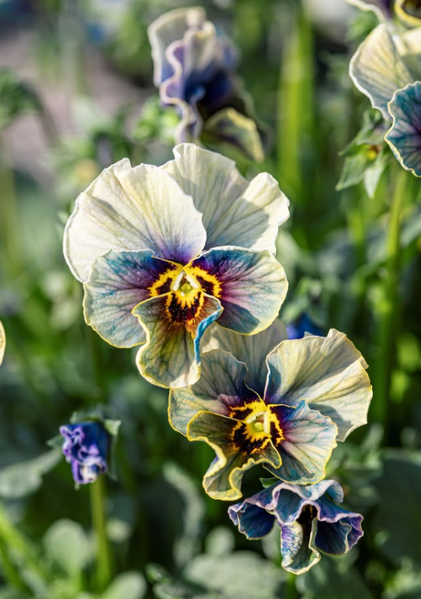 Isao Sato Pansy & Viola Collection – 12 Plug Pack