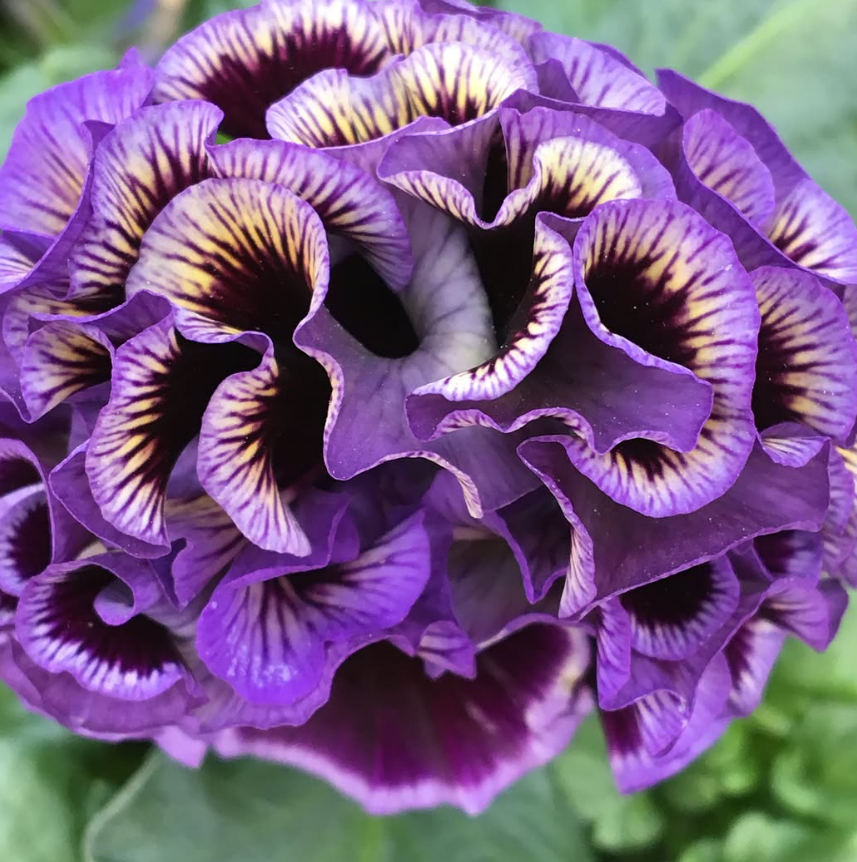 Isao Sato Pansy & Viola Collection – 12 Plug Pack