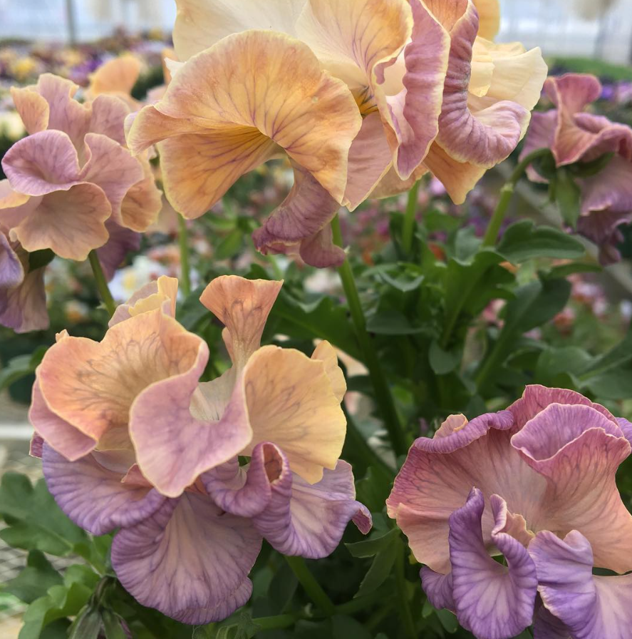 Isao Sato Pansy & Viola Collection – 12 Plug Pack