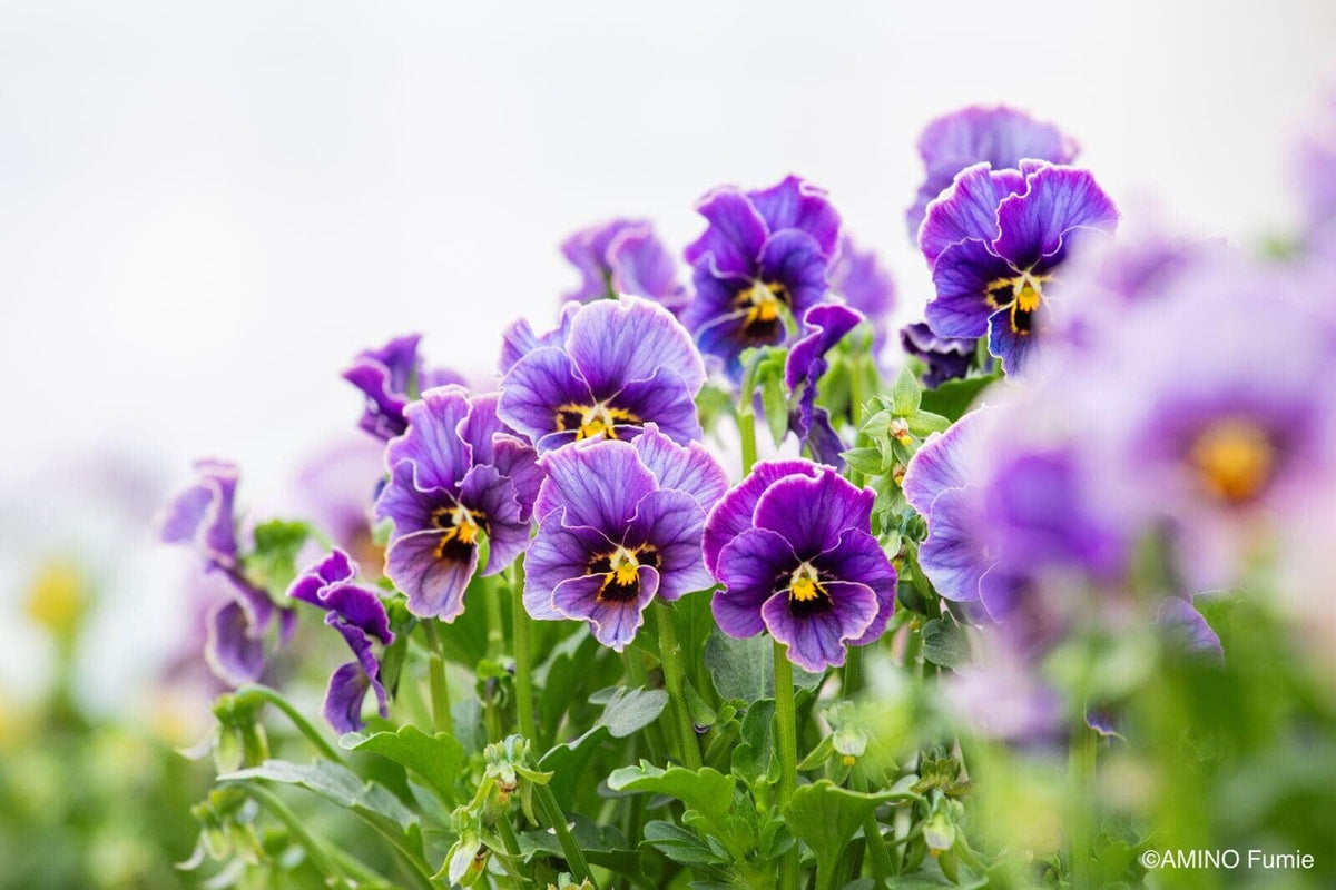 Midnight Blush Viola by Isao Sato