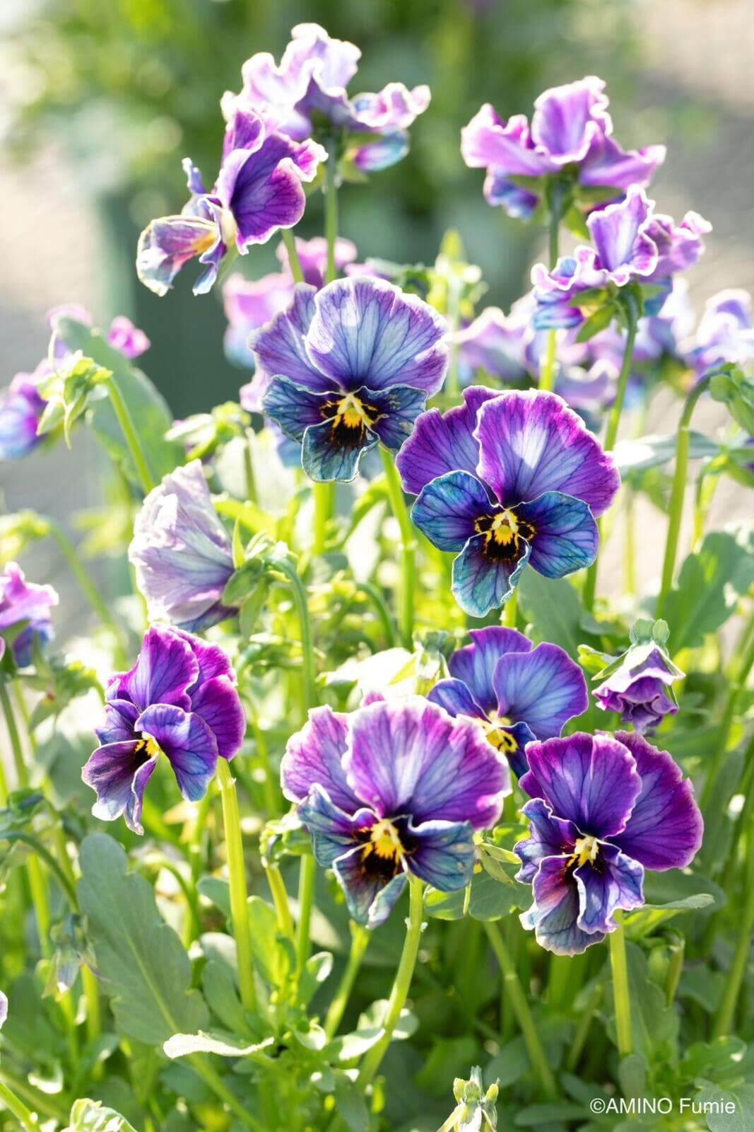 Midnight Blush Japanese Viola mix with violet lavender and teal blooms