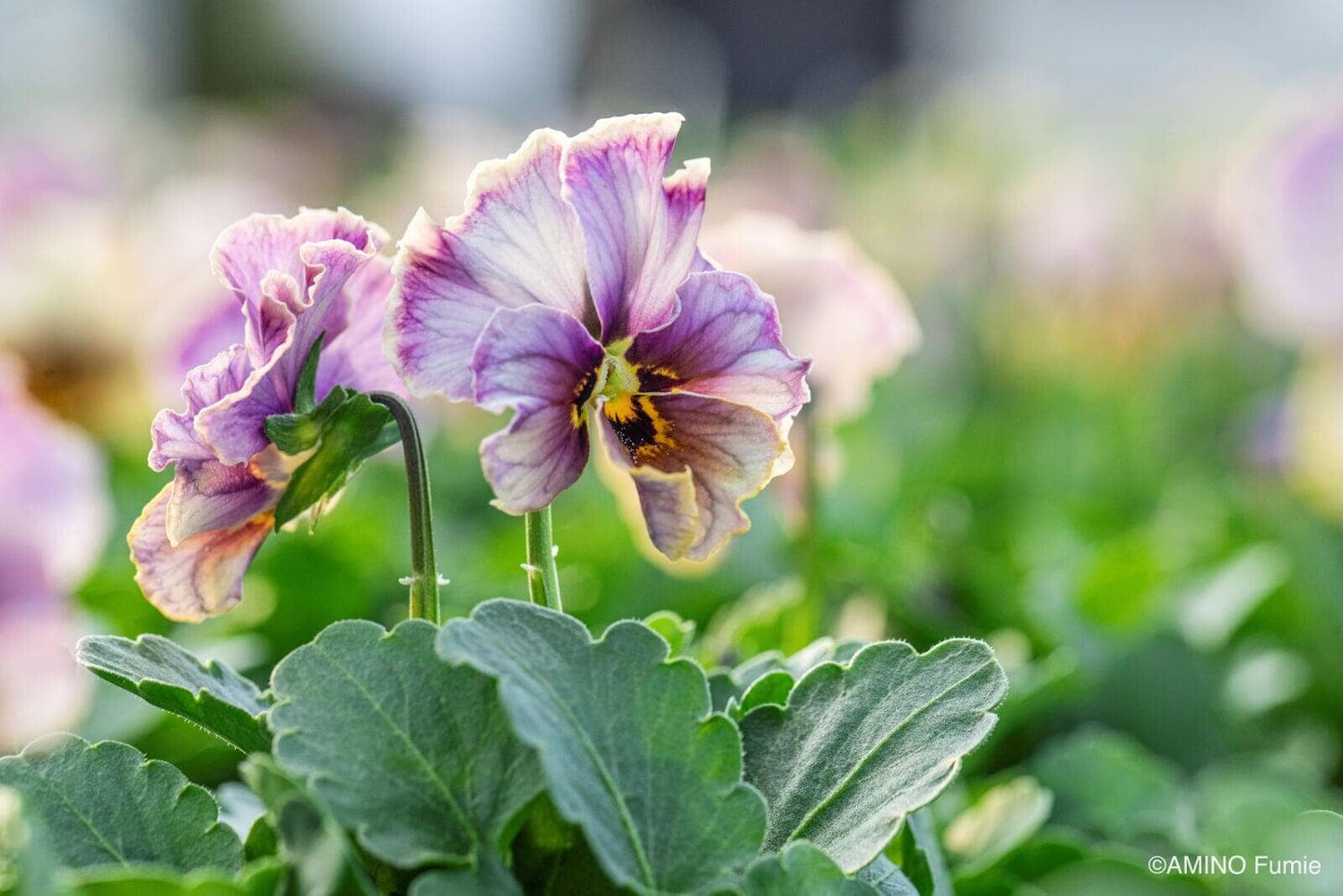 Midnight Blush Viola by Isao Sato