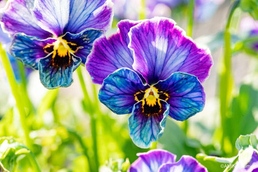 Midnight Blush Signature Viola by Isao Sato with purple and blue ruffled blooms