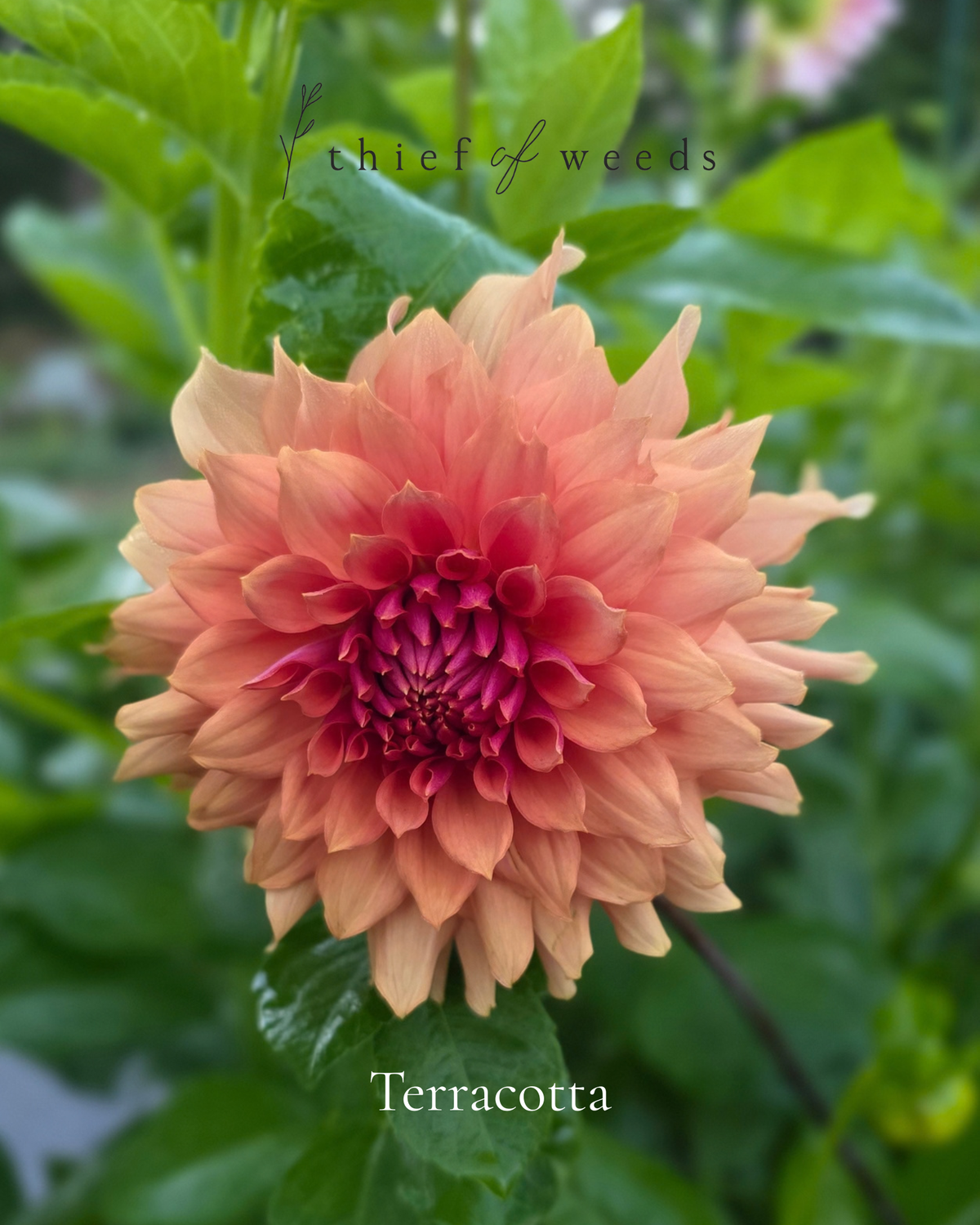 Terracotta