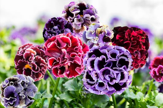 Elegance Twilight Collection Pansy by Isao Sato