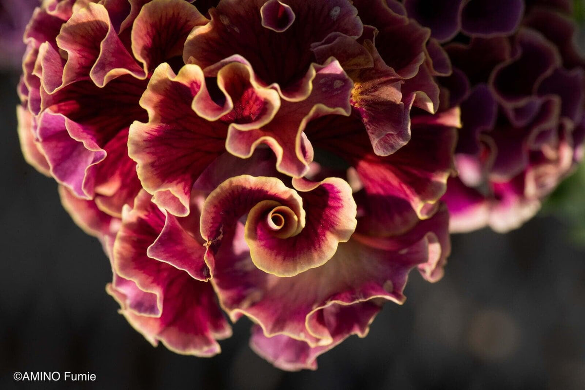 Elegance Twilight Collection Pansy by Isao Sato