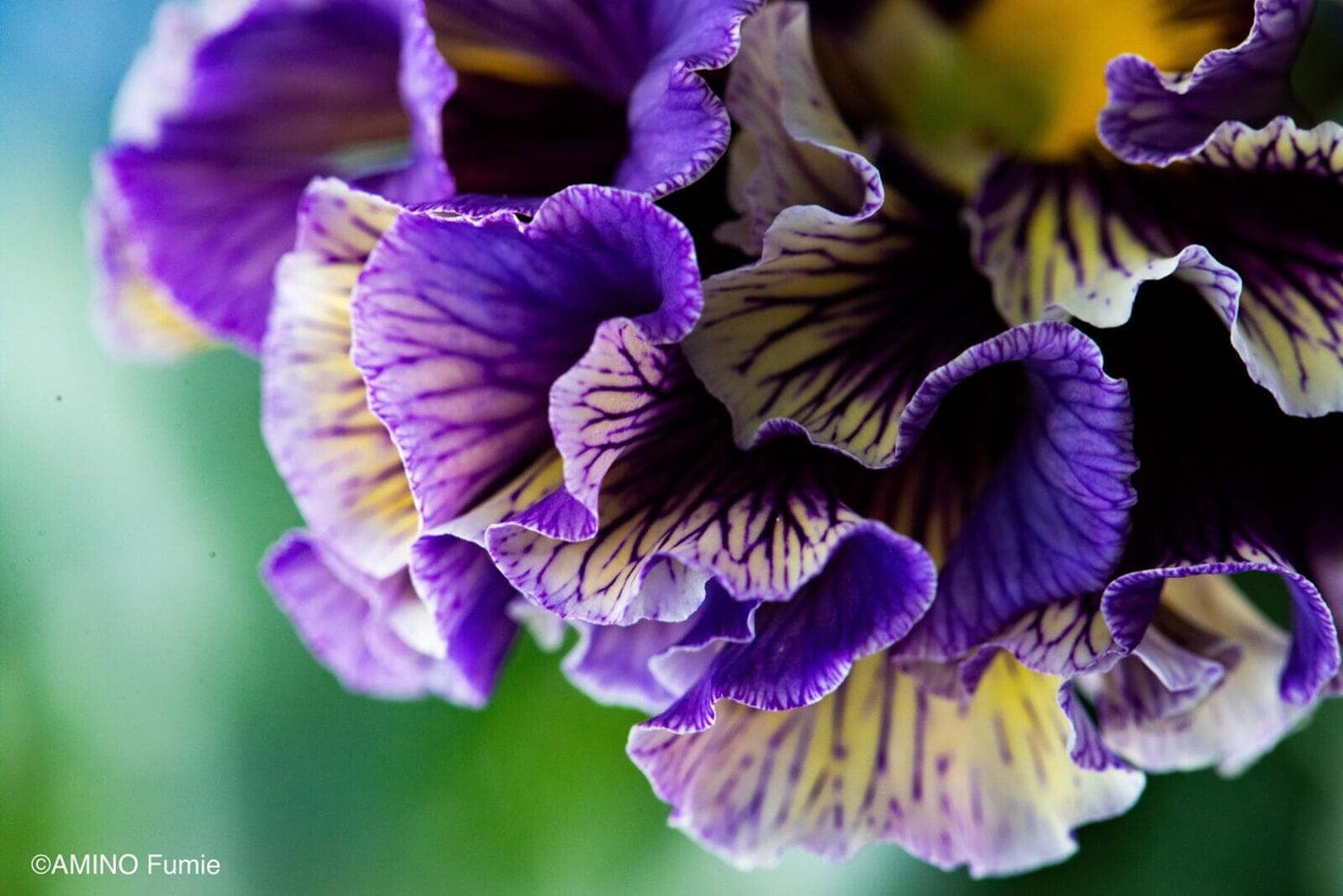 Elegance Twilight Collection Pansy by Isao Sato