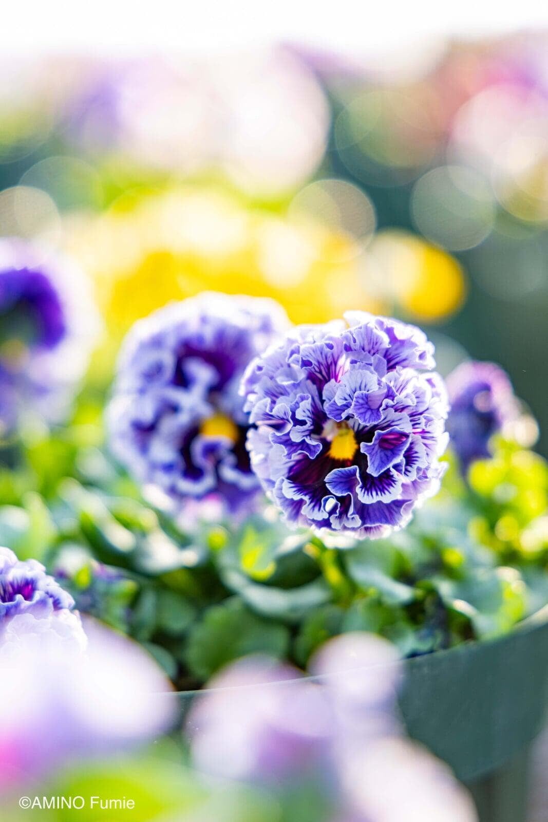 Elegance Twilight Collection Pansy by Isao Sato