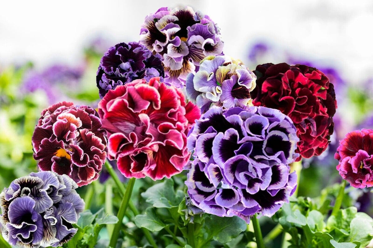 Isao Sato Pansy Collection – 12 Plug Pack