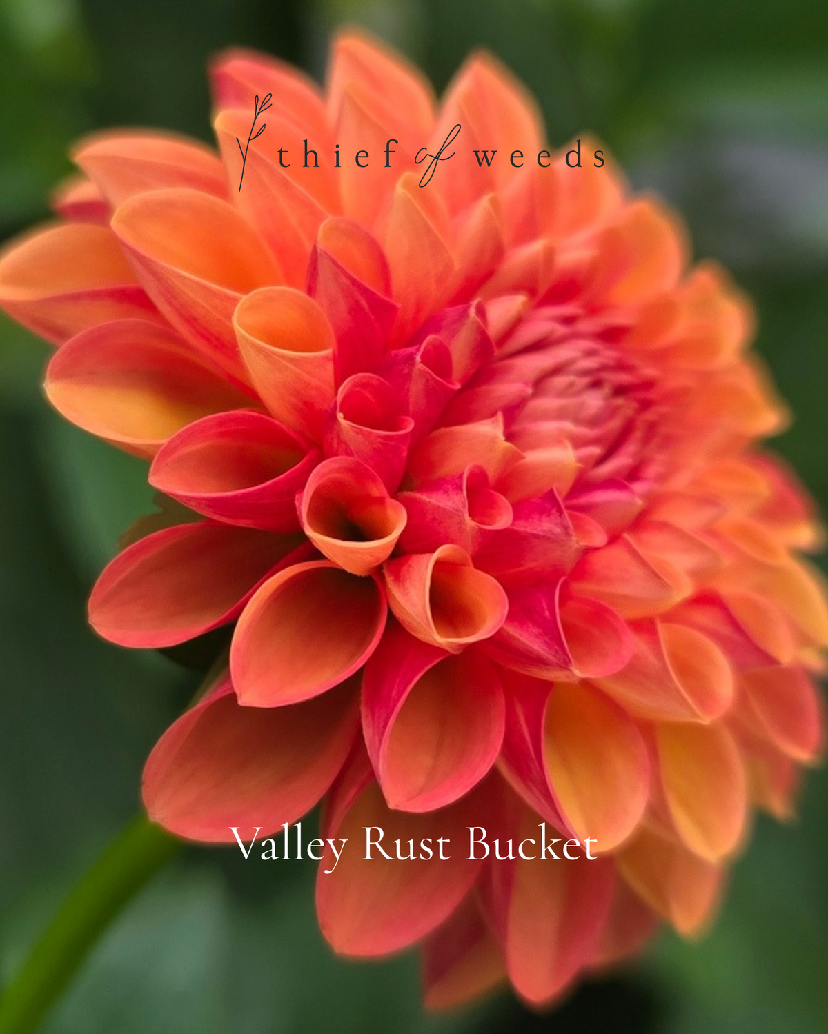Valley Rust Bucket