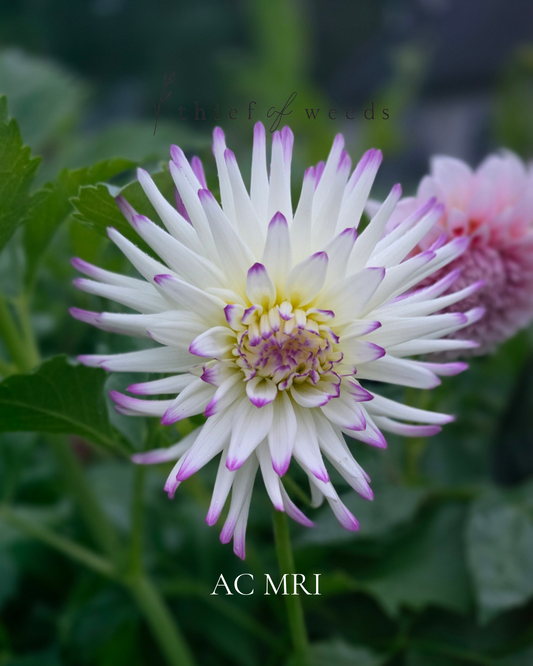 AC MRI
