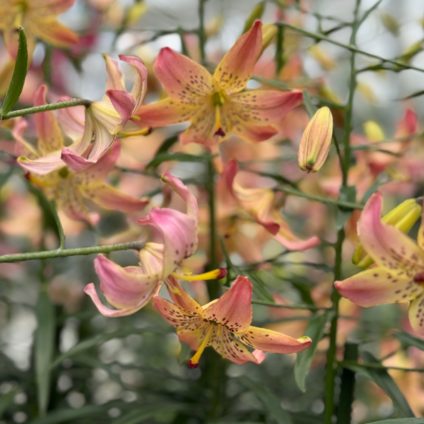 Corsage Lily | 10 Stems | $15.00 -  $18.00