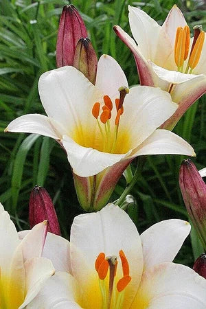White Planet Lily | 10 Stems | $15.00