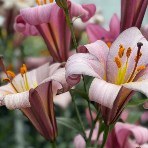 Pink Planet Lily | 10 Stems | $15.00