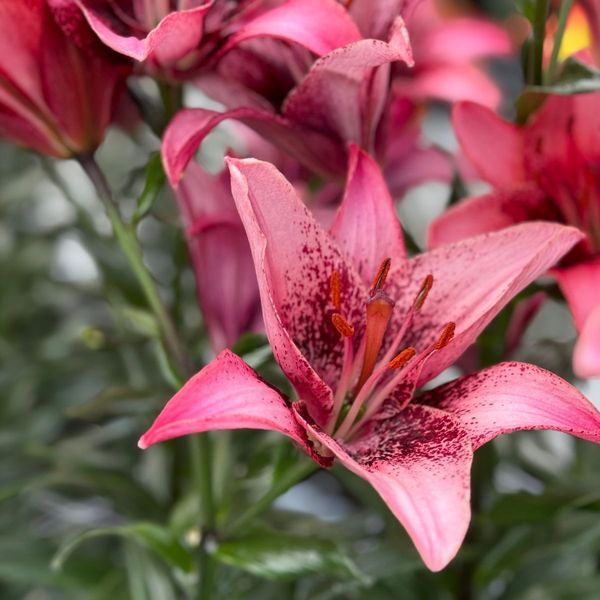 Purple Dream Lily| 10 Stems | $15.00