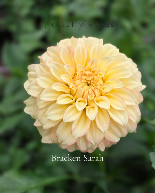 Bracken Sarah