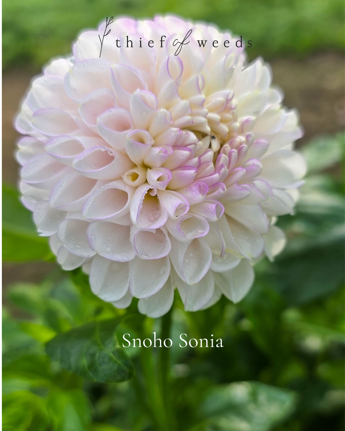 Snoho Sonia